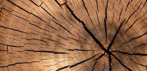 Título de Técnico en Procesado y transformación de la madera. Currículo