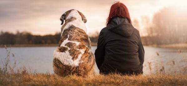 Condiciones de acceso con animales de compañía a los centros educativos CyL